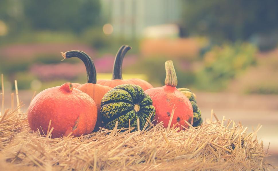 Free Image of Assortment of pumpkins on a haystack 
