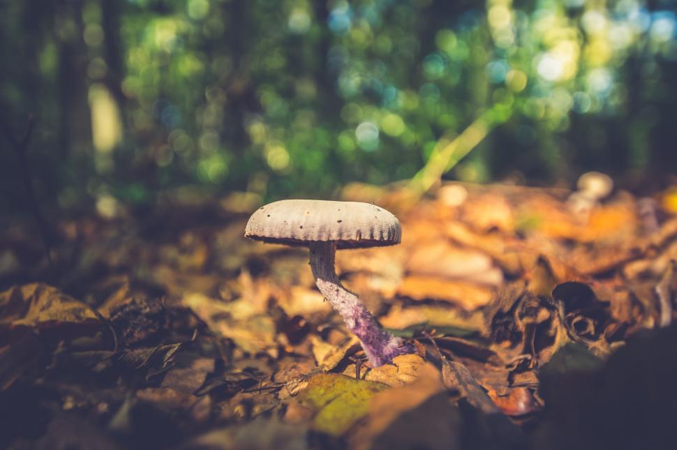 Free Image of Mushroom growing amidst autumn leaves on forest floor 