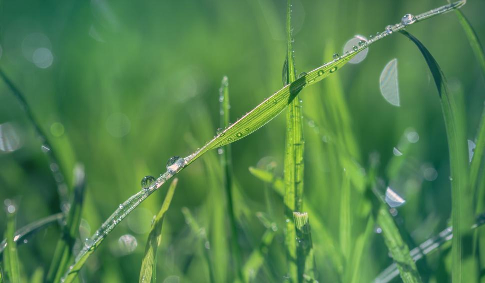 Free Image of Dewdrops on a fresh green blade of grass 