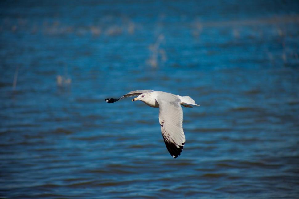 Free Image of Sea gull over the water 
