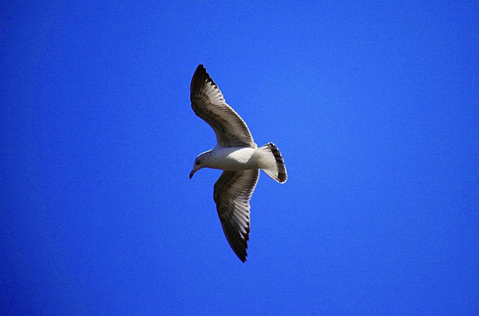 Free Image of Seagull flight 