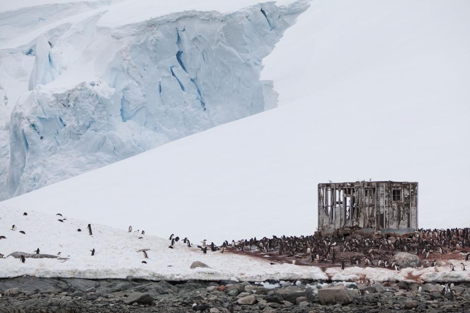 Free Image of Penguin colony near an old structure 