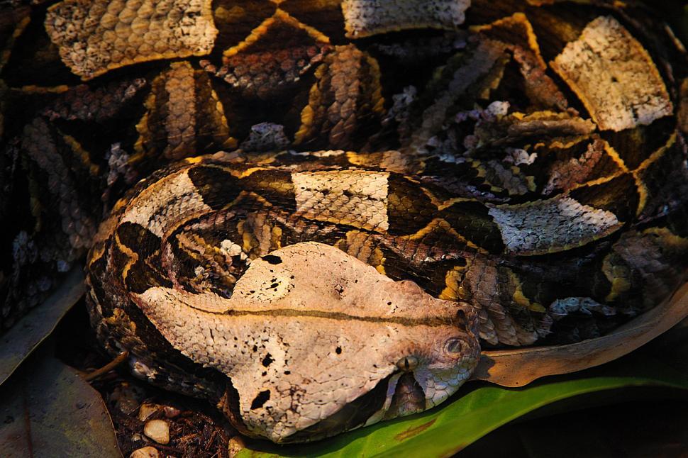 Free Image of Gaboon Viper 