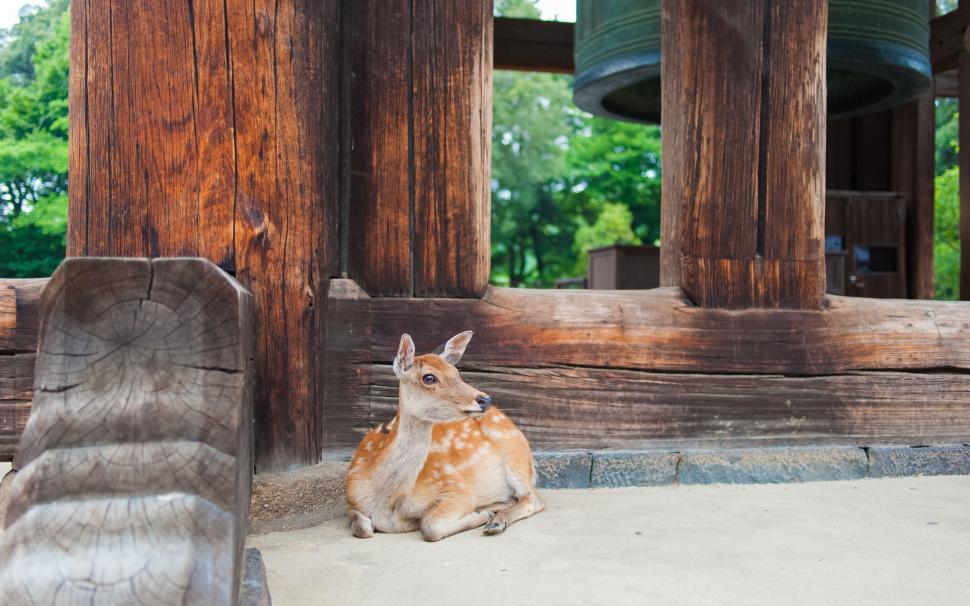 Free Image of Relaxed deer lying near large wooden structure 