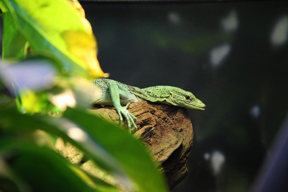 Free Image of Green Lizard in a Tree 