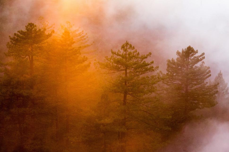 Free Image of Mystical trees in fog with warm light filtering in 
