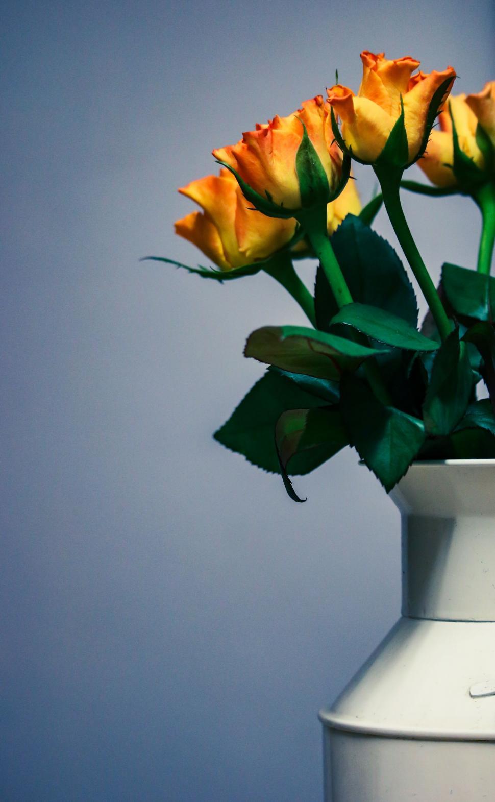 Free Image of Orange roses in a white vase against a grey wall 