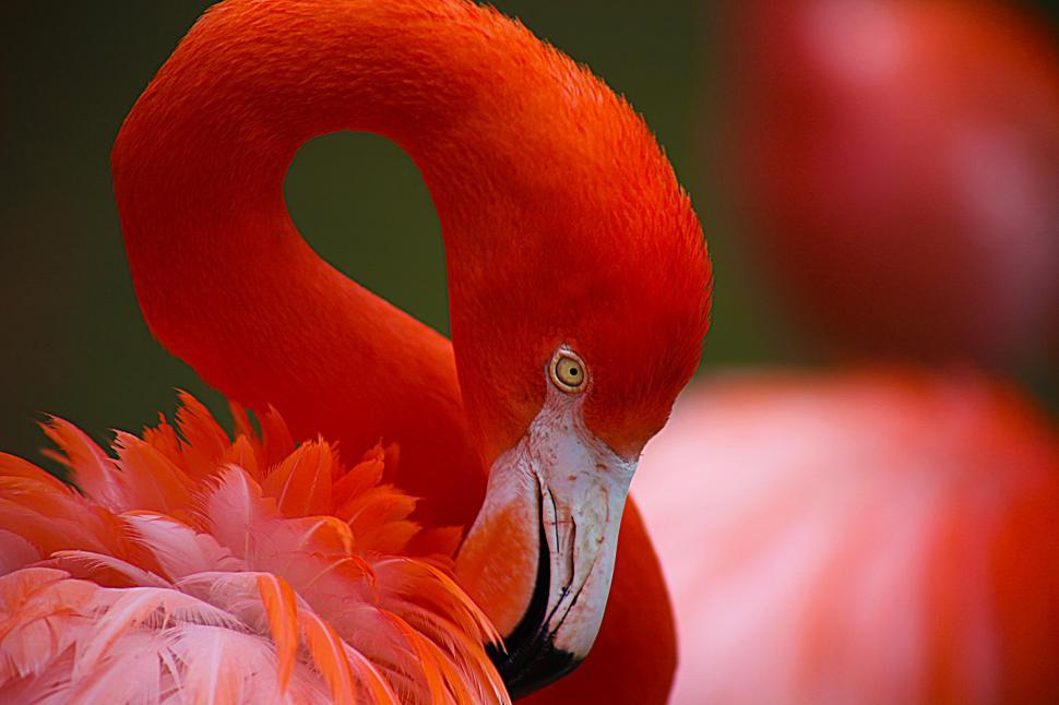 Free Image of Flamingo Head 