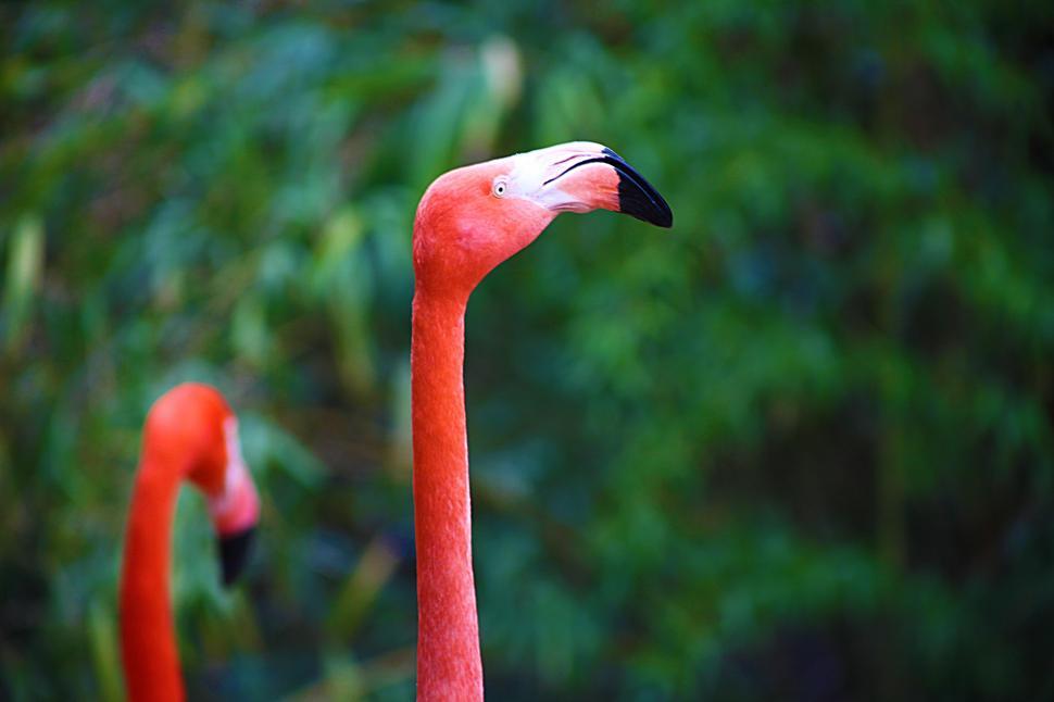 Free Image of Flamingo Head Shot 