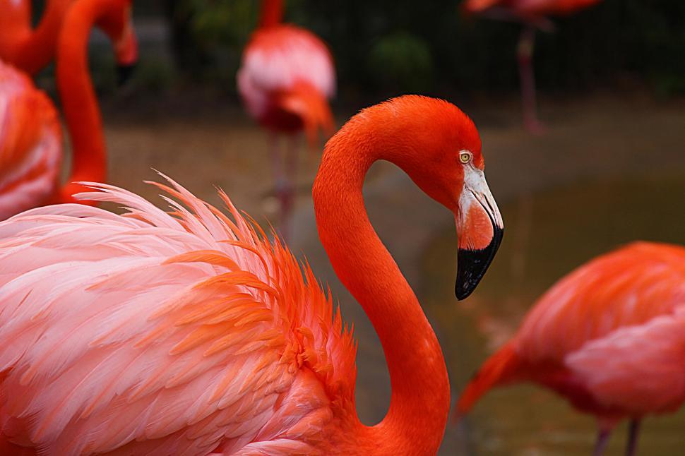 Free Image of Flamingos 