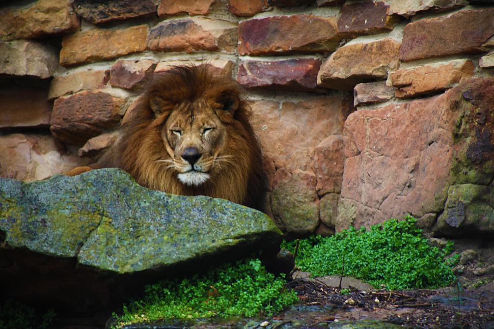 Free Image of Lion behind a rock 