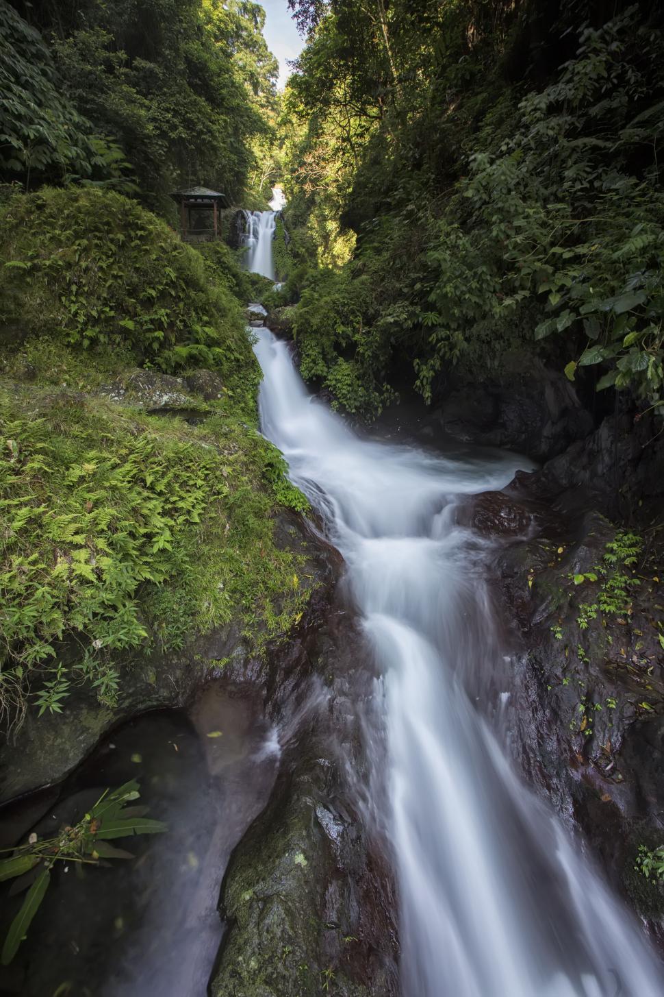 Free Image of Flowing waterfall in lush green forest 