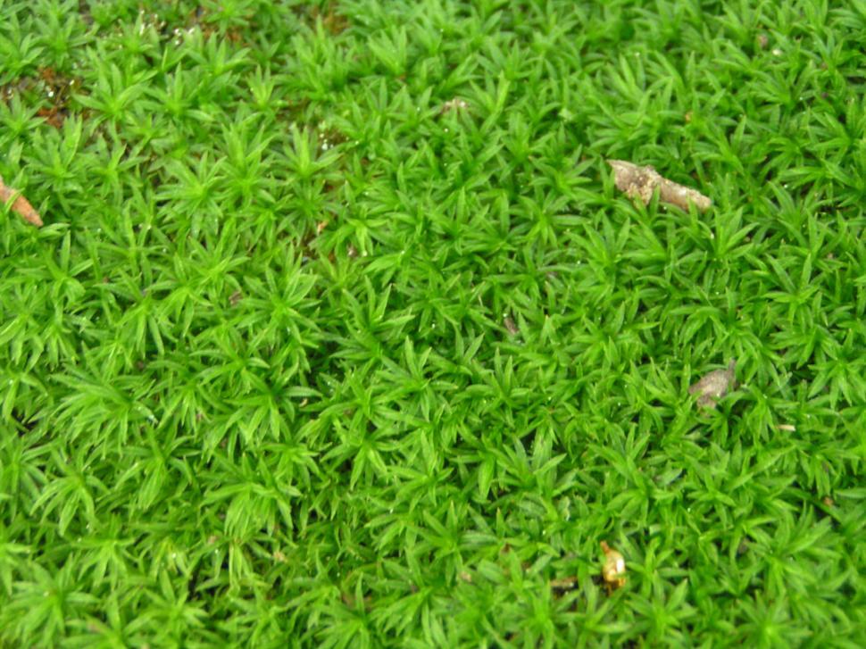 Free Image of Moss background 