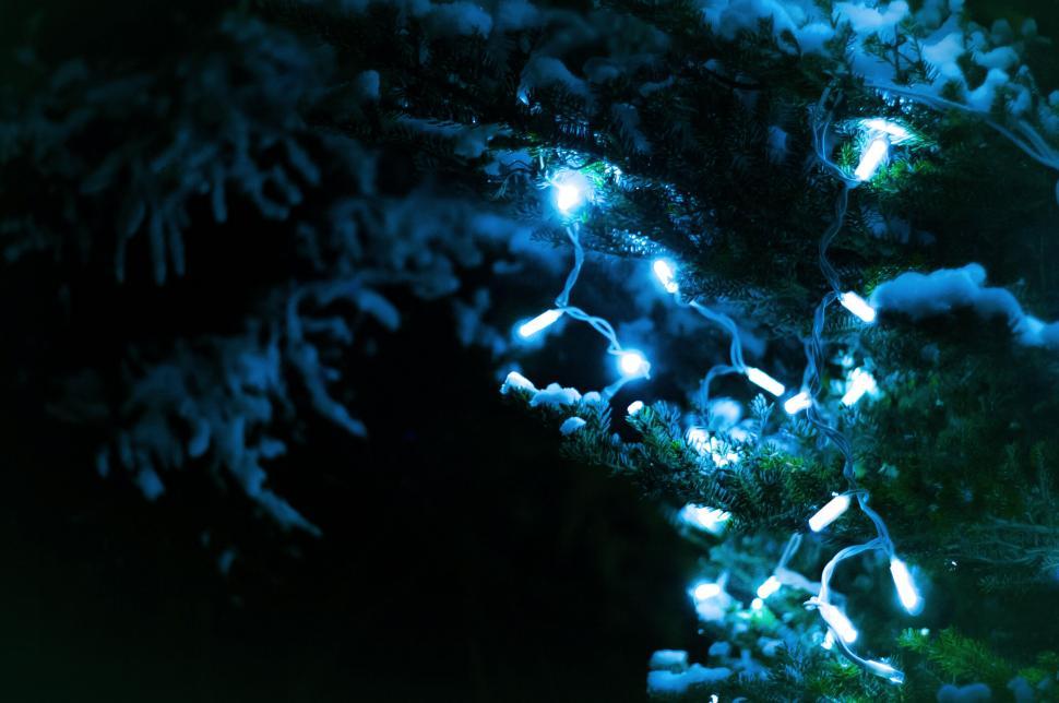 Free Image of Blue Christmas lights on snow-covered pine 