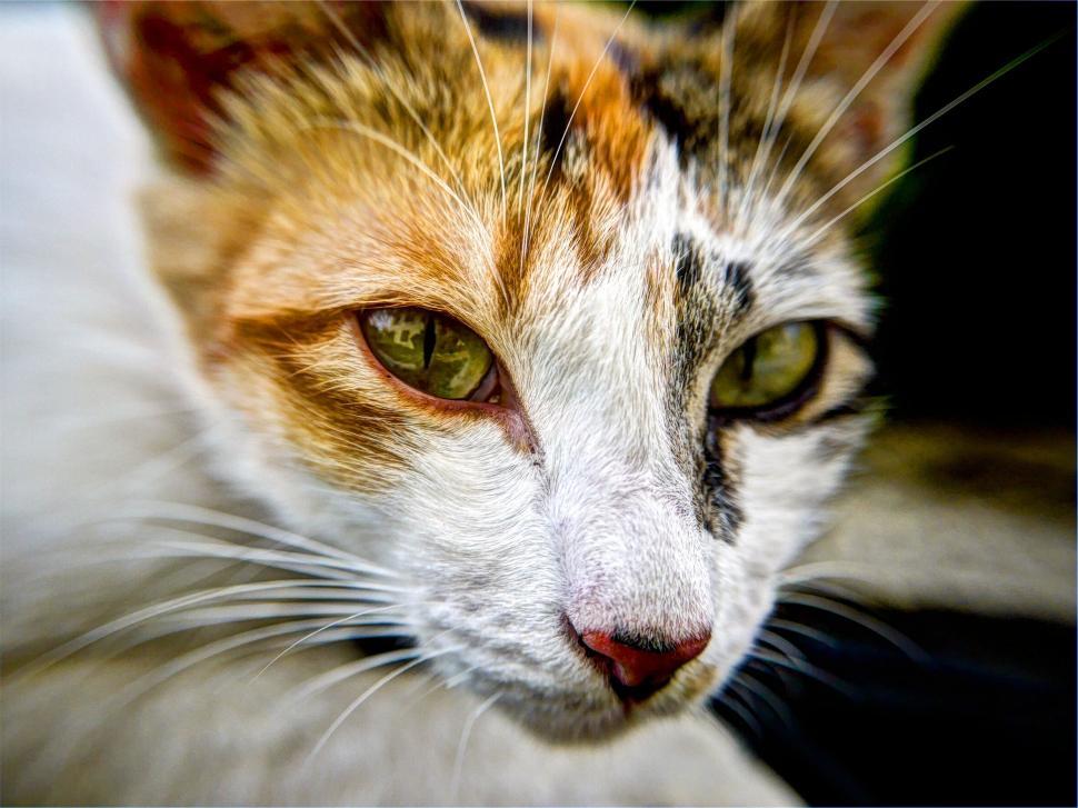 Free Image of Close-up of a calico cat s face 