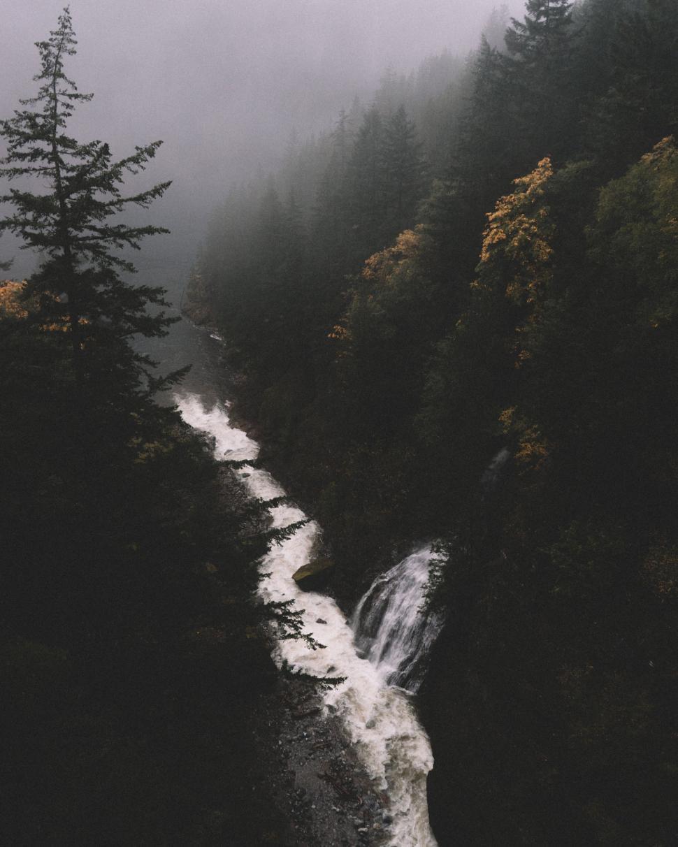 Free Image of Stream through lush forest in mist 