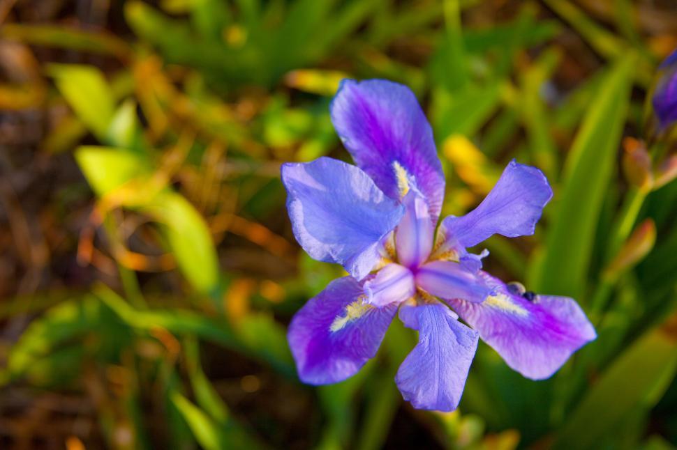 Free Image of Purple flower 