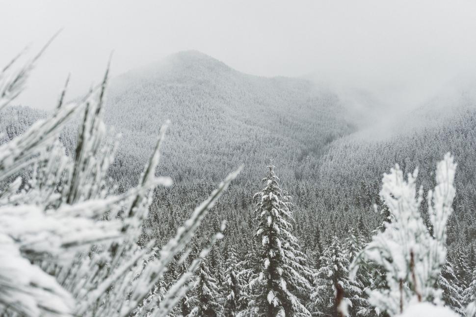 Free Image of Snowy Pine Forest in Misty Mountains 