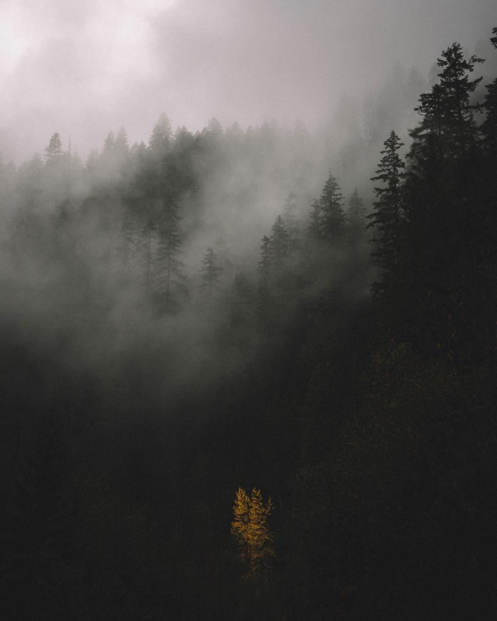 Free Image of Solitary yellow tree in dark misty forest 