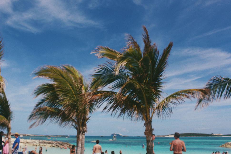 Free Image of Tropical beach with palm trees and people 