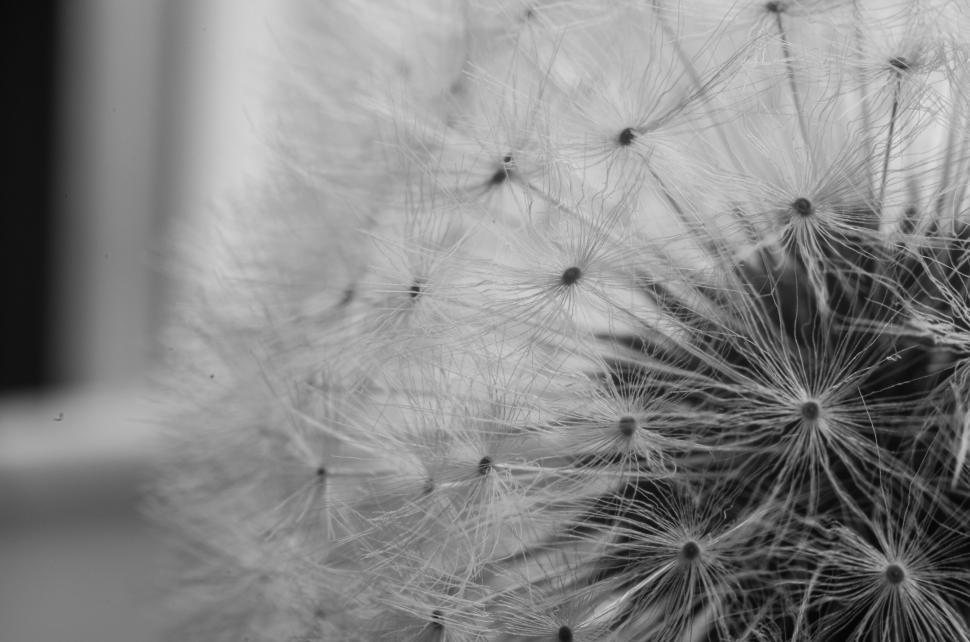 Free Image of Black and white dandelion close-up 