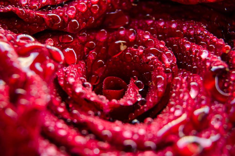 Free Image of Close-up of water droplets on red rose 