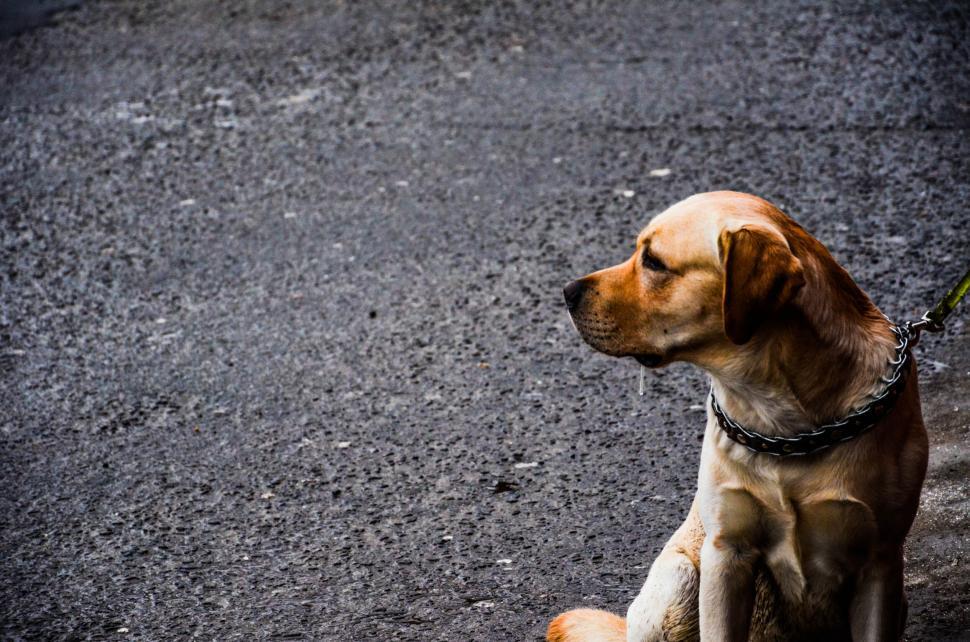 Free Image of Lone dog sitting on pavement looking away 