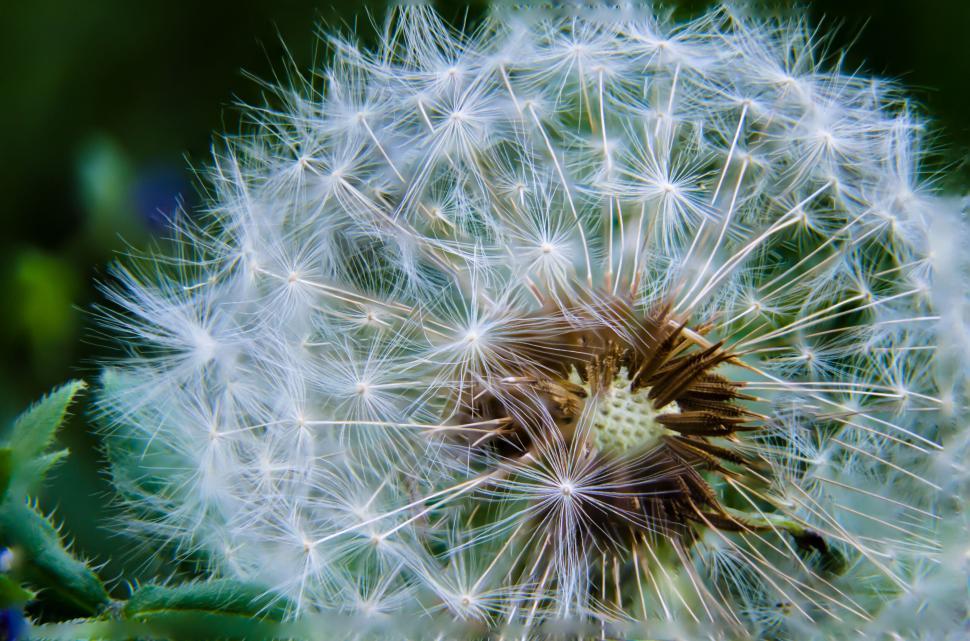 Free Image of Dandelion clock close-up with intricate detail 