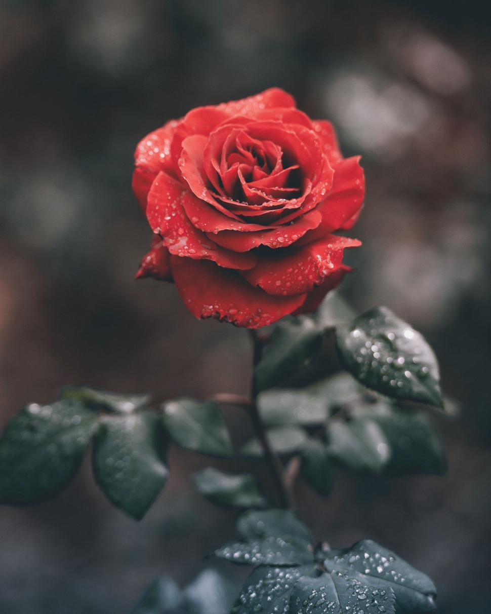 Free Image of Red rose with dew drops close-up 
