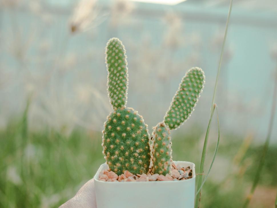 Free Image of Cactus in a pot with a soft background 