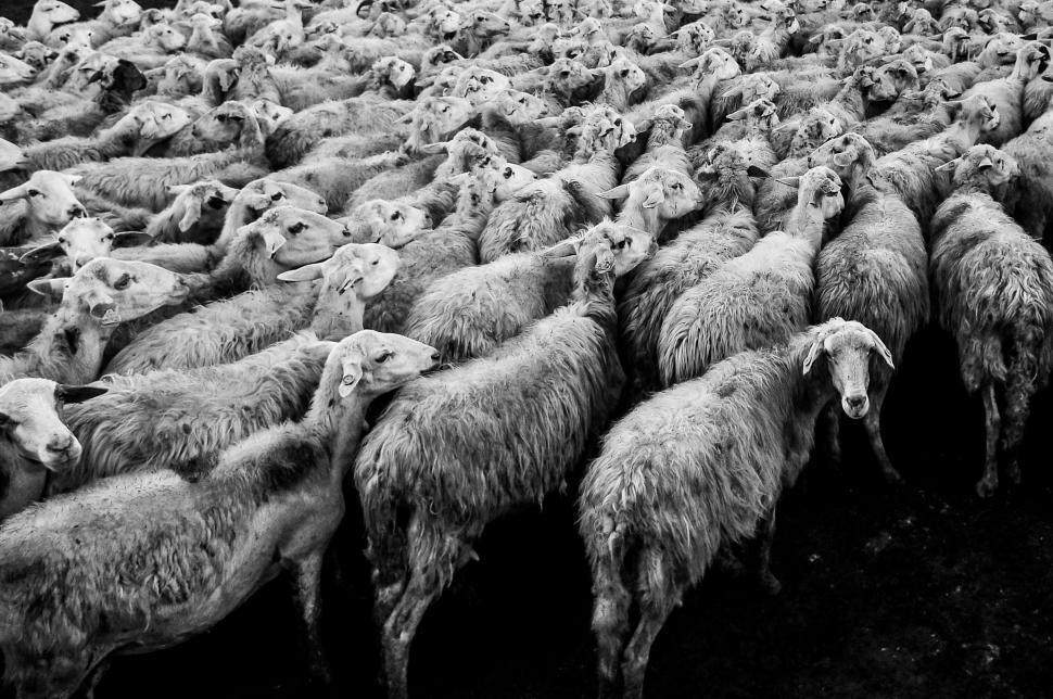 Free Image of Crowd of sheep in a herd in monochrome 