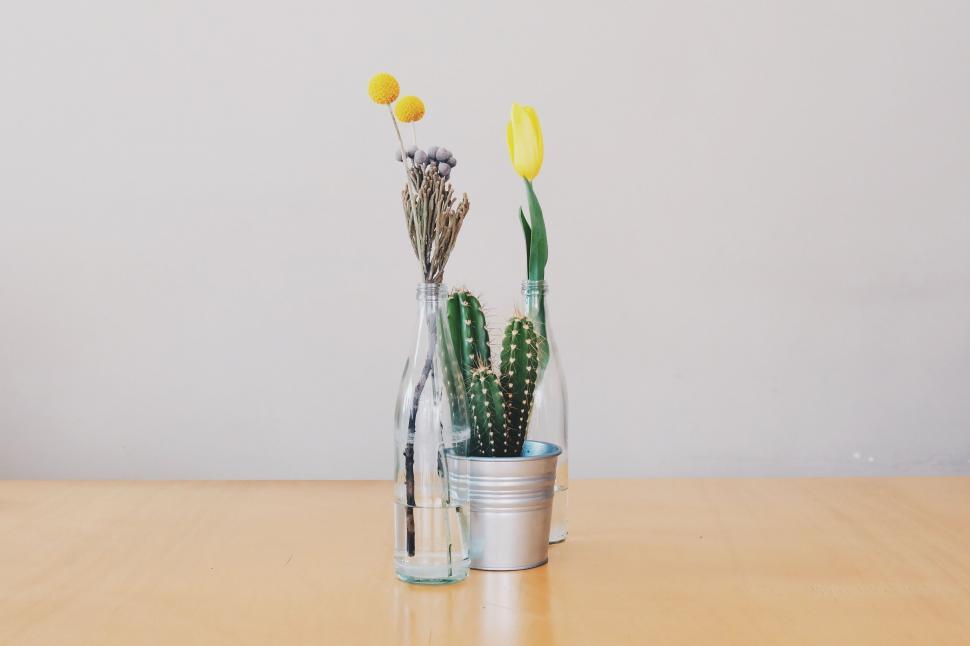 Free Image of Floral arrangement with cacti and flowers 