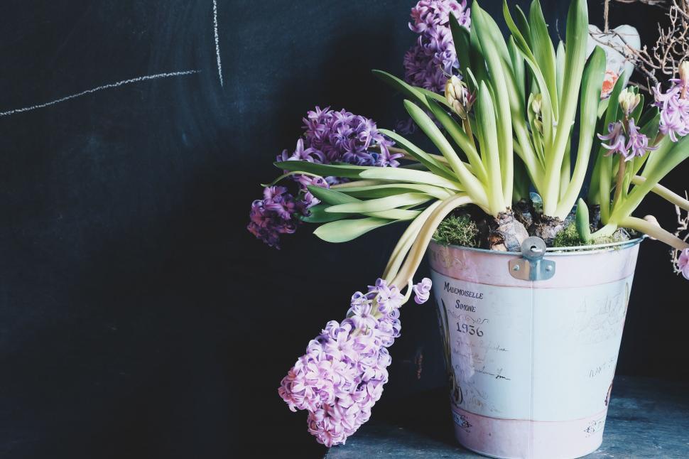 Free Image of Hyacinth flowers in a decorative pot 