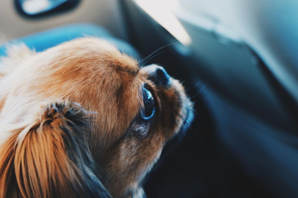 Free Image of Close-up of a cute brown dog s face 