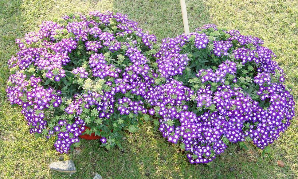 Free Image of Pair of Purple Flowers Pots 