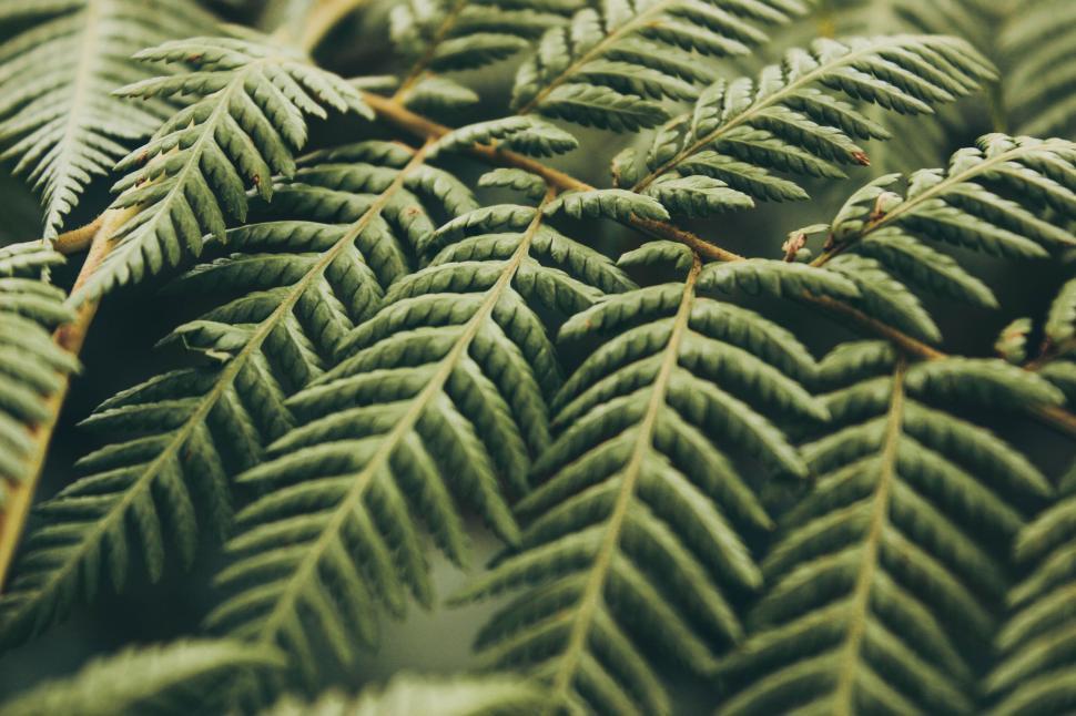 Free Image of Close-up of green fern leaves 