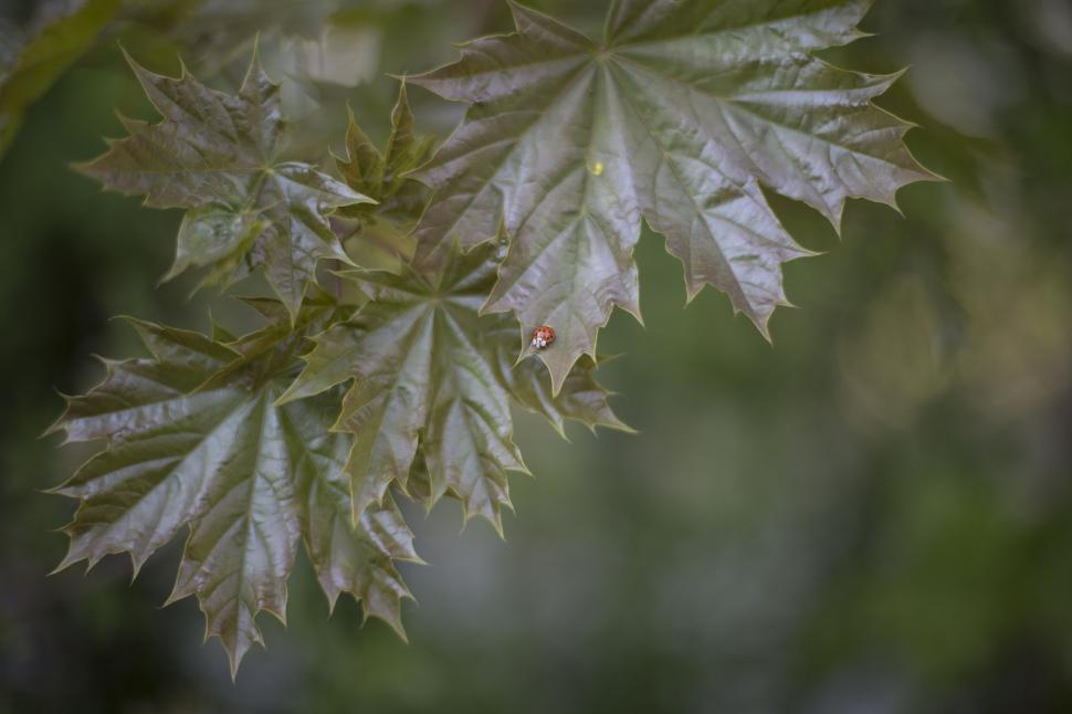 Free Image of New spring maple leaves close-up 