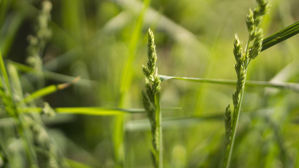 Free Image of Close-up of green grass blades 