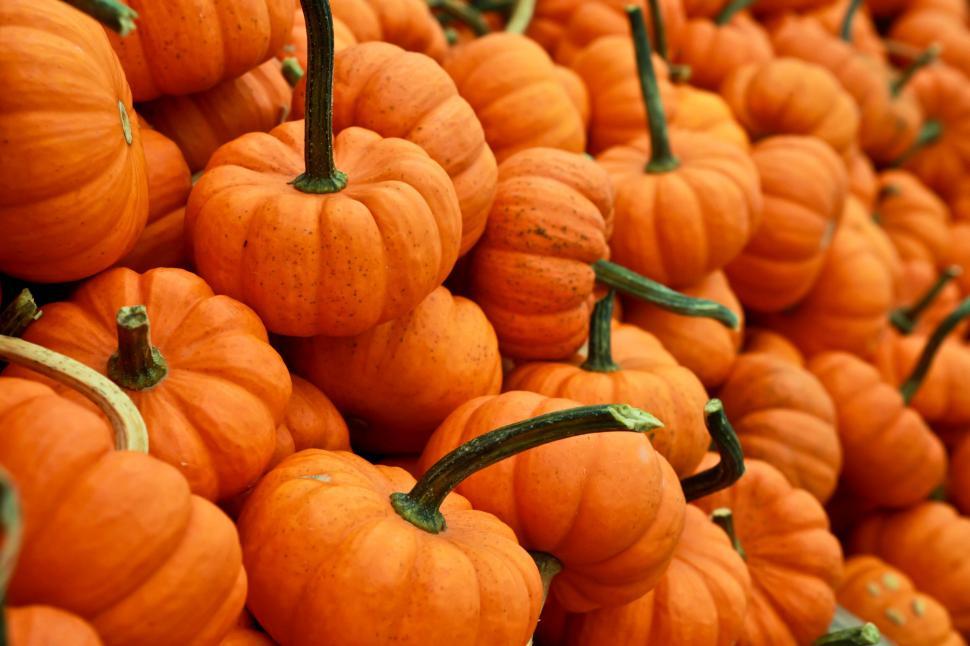 Free Image of Close-up of mini pumpkins with stems 