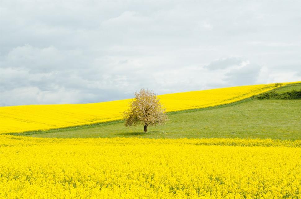 Free Image of Lone tree in a blooming yellow rapeseed field 