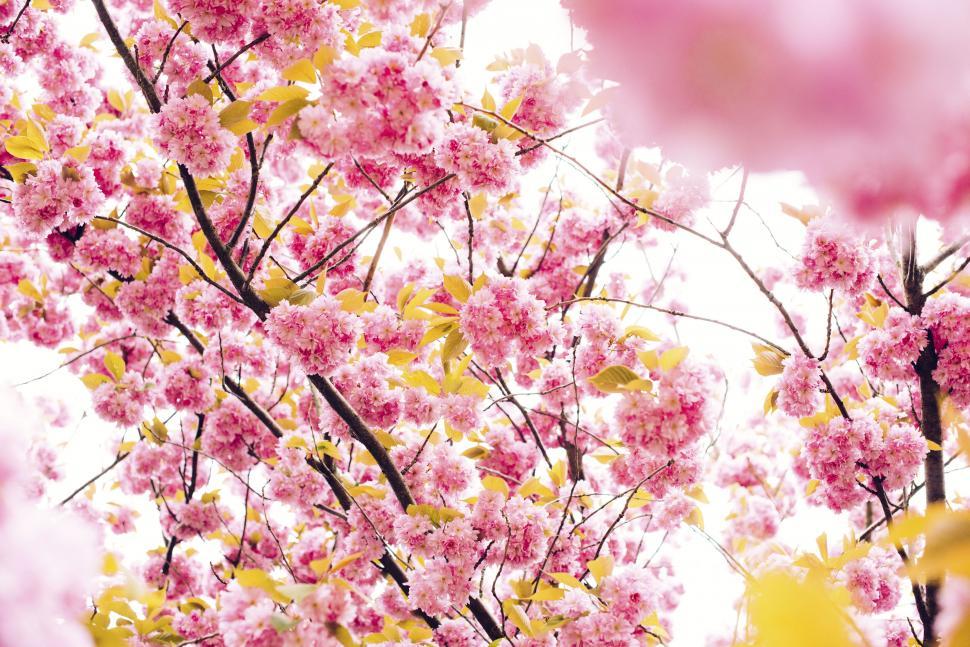 Free Image of Vibrant pink cherry blossom close-up 