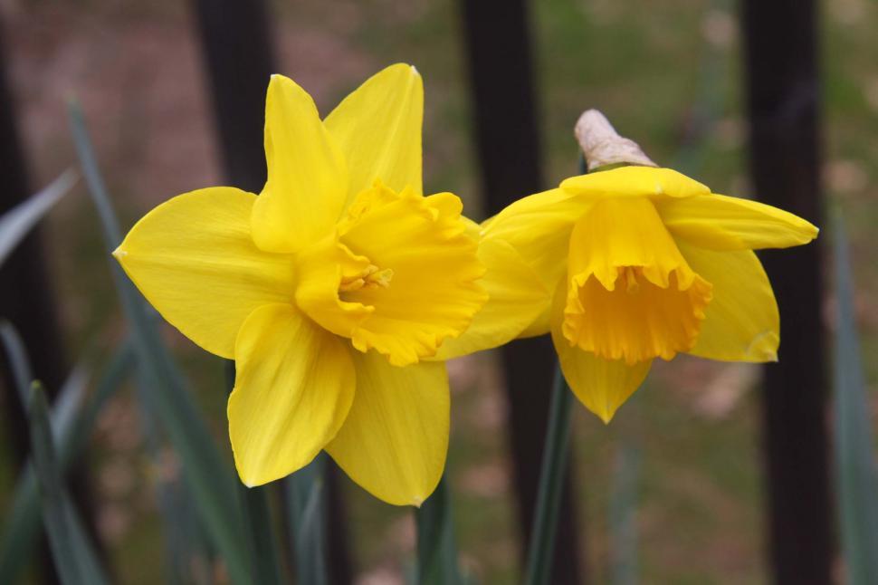 Free Image of daffodils 