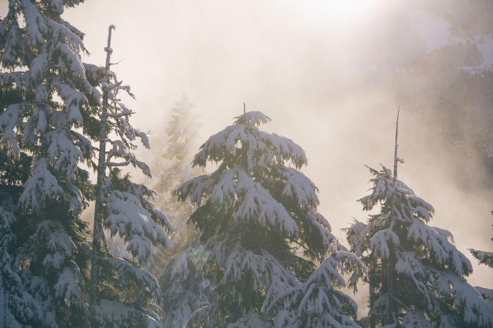 Free Image of Snowy trees basking in misty sunlight 