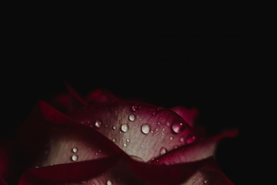 Free Image of Close-up of a dew-covered red rose 
