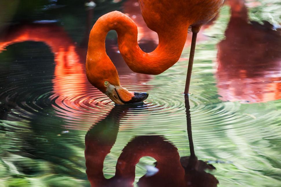 Free Image of Flamingo bending neck to drink water 