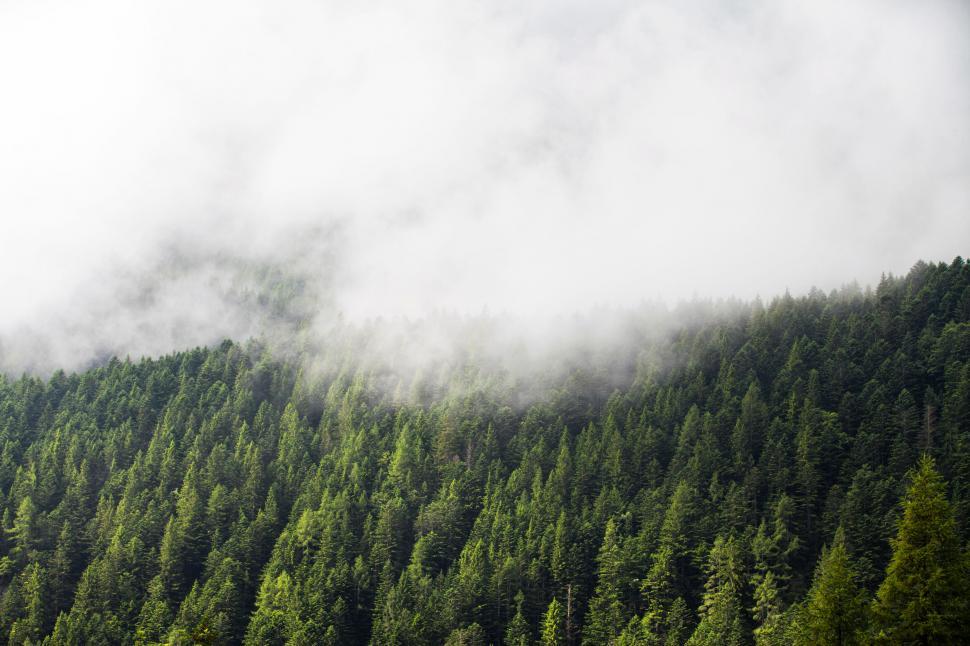 Free Image of Misty forest landscape with towering trees 