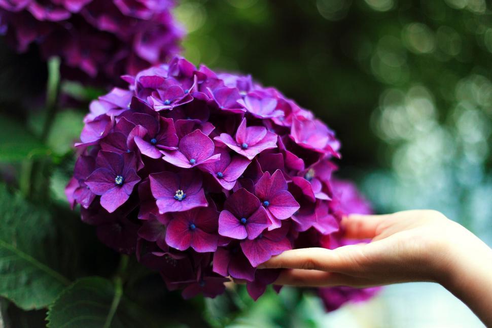Free Image of Hand holding vibrant purple hydrangeas 