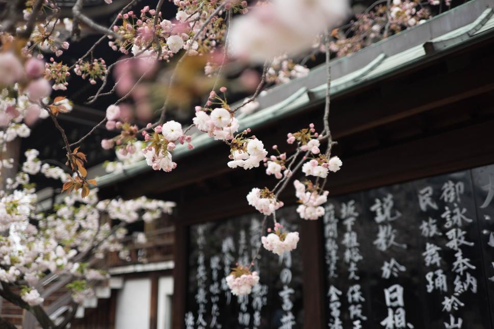 Free Image of Cherry blossoms in front of traditional writings 