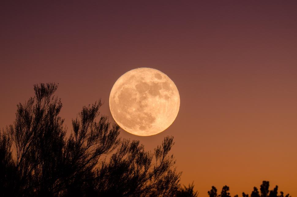 Free Image of Full moon over silhouette of trees 