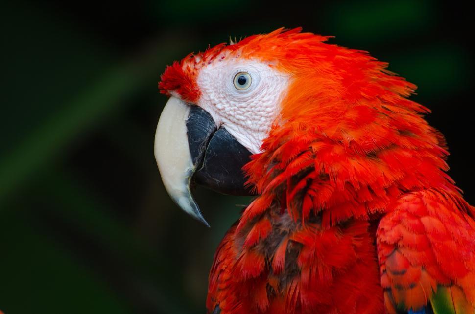 Free Image of Vivid portrait of a Scarlet Macaw 